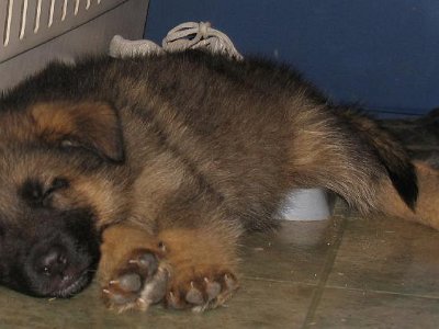 Bullets Last Night In Merritt